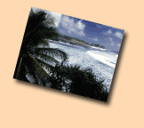 palm framed beach